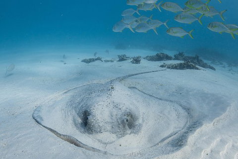 Coral Bay 3-Hour Turtle Ecotour - Foster Accommodation 2