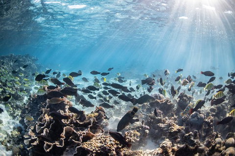 Coral Bay 3-Hour Turtle Ecotour - Foster Accommodation 5