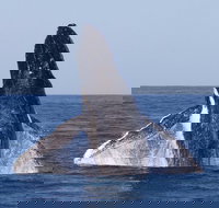 Full-Day Whale Watching Snorkeling and Swimming at Coral Bay - Foster Accommodation