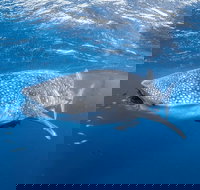 Whale Shark Adventure Tour - Foster Accommodation