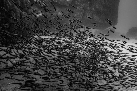 Ningaloo Immersion Private Charter - Foster Accommodation 5