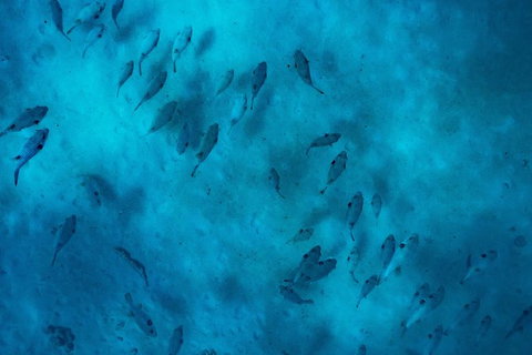 Ningaloo Immersion Private Charter - Foster Accommodation 2