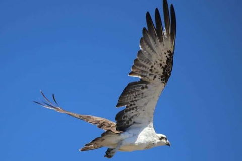 Romance Aircraft Flight + Scenic Tour + 3 Course Lunch + Beer Tasting + Hamper - Foster Accommodation 4