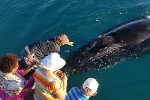 AOC Broome Whale Watching - Foster Accommodation 0
