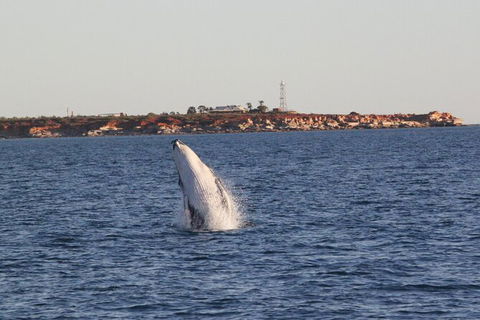 AOC Broome Whale Watching - Foster Accommodation 2