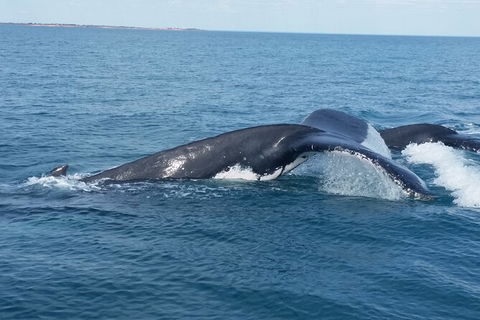 AOC Broome Whale Watching - Foster Accommodation 1