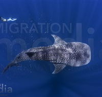 Migration Media - Foster Accommodation
