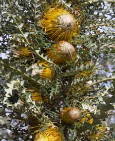 Minigin WA Foster Accommodation