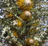 Woylie Walk Dryandra Woodland - Foster Accommodation