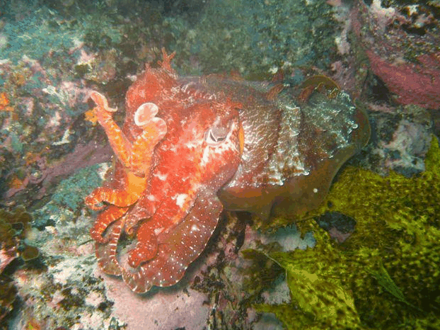 Jervis Bay Dive Charters - Foster Accommodation