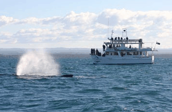 Dolphin Watch Cruises - Foster Accommodation