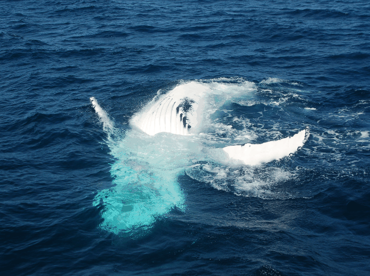 Dolphin Wild Cruises - Foster Accommodation