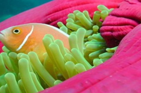 Great Adventures Reef And Green Island Cruises - Foster Accommodation 2
