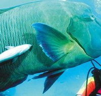 Aristocat Snorkel and Scuba Port Douglas - Foster Accommodation