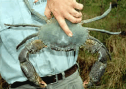 Whitsunday Crocodile Safari - Foster Accommodation 0