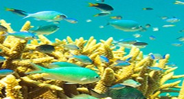 Reef Jet Cruises - Foster Accommodation 4