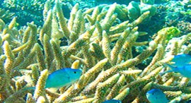 Reef Jet Cruises - Foster Accommodation 5