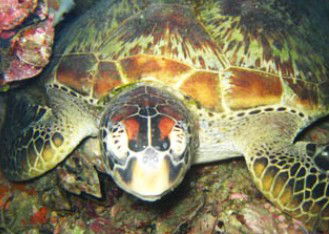 Adrenalin Snorkel And Dive - Foster Accommodation 0