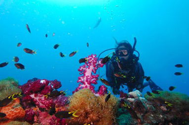 Adrenalin Snorkel And Dive - Foster Accommodation 3