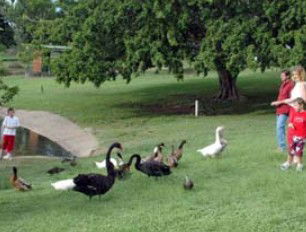 Anzac Park And Ululah Lagoon - Foster Accommodation 0