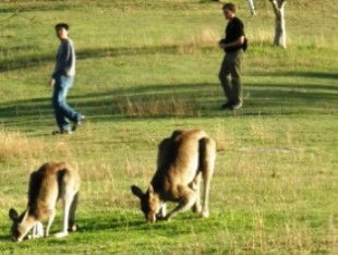 Araucaria Ecotours - Foster Accommodation 0