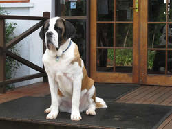 Mount Tamborine QLD Foster Accommodation