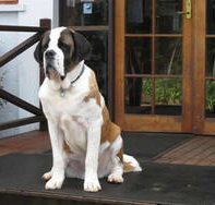 St Bernards Hotel - Foster Accommodation