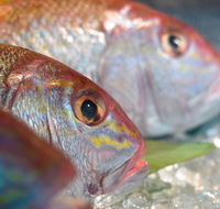 Coro Hotel - Lure Seafood Restaurant - Foster Accommodation