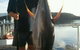 Narooma Sport And Gamefishing Club Inc - thumb 0