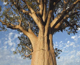 Kununurra WA Foster Accommodation