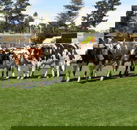 Brighton Show - Foster Accommodation