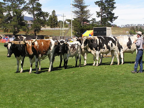 Brighton Show - Foster Accommodation 0