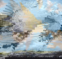 Dreams of Air and Flight - Foster Accommodation