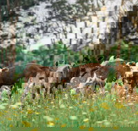 Farmgate Festival - Foster Accommodation