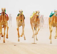 The Quirindi Camel Cup - Foster Accommodation