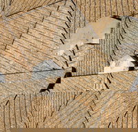 WA Now  Tom Mller Monolith Scores - Virtual Exhibition - Foster Accommodation