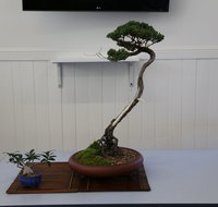 Wauchope Bonsai Workshop Group - Foster Accommodation