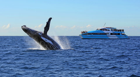 Whale Watching Cruises - Foster Accommodation 0