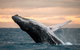 Whale Watching Cruises - thumb 2