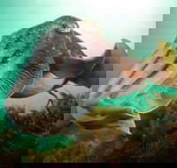 Whyalla Maritime Museum - Cuttlefish Capers - Foster Accommodation