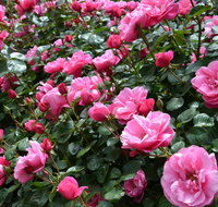 2020 Woolmers Estate Festival of Roses - Foster Accommodation