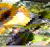 Blackville Arts and Market Day - Foster Accommodation