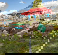 Caragabal Sheep Races - Foster Accommodation