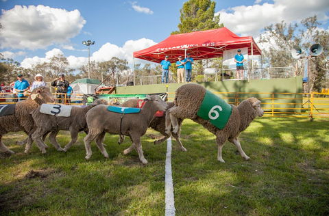 Caragabal Sheep Races - Foster Accommodation 0