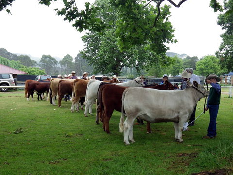 Dorrigo Agricultural Show - Foster Accommodation 0