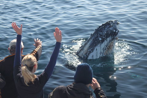 Eden Whale Festival - Foster Accommodation 0