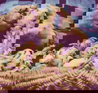 Grafton Farmers Market - Foster Accommodation