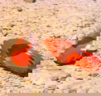 Let's Dance Carinda David Bowie Tribute Festival - Foster Accommodation