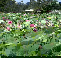 Lotus Flower Season - Foster Accommodation
