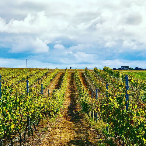 Peter Teakle Wines - Foster Accommodation 1